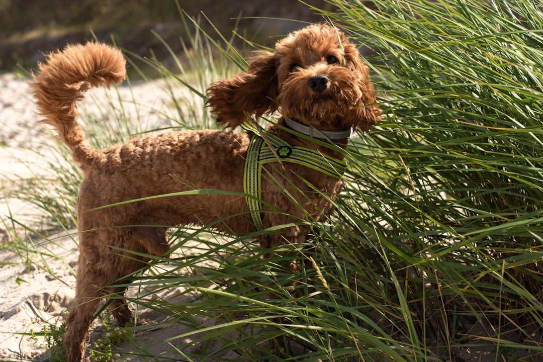 Photo dogs, puppies