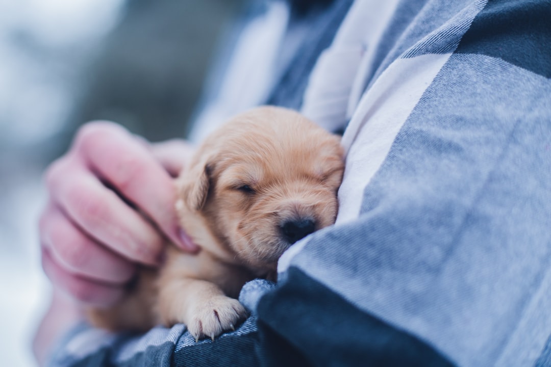 Photo puppies