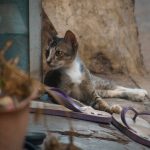 Photo Cat on leash