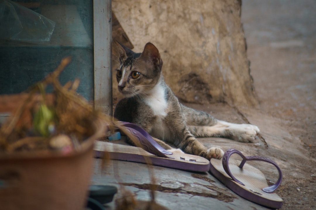 Photo Cat on leash