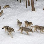 Photo wolves