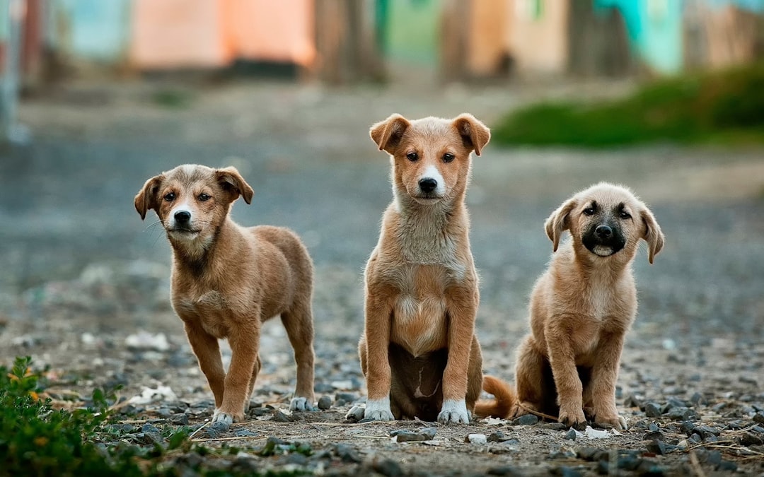 Photo dog training treats